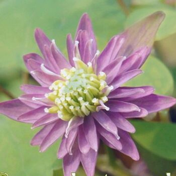 anemonella thalictroides double purple1