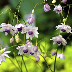 anemonopsis macrophylla1
