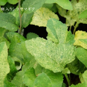 aster-scaber-ki-hakikomi-fu-