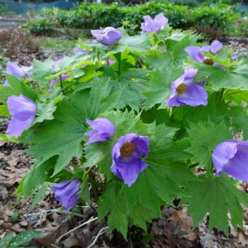 glaucidium palmatum