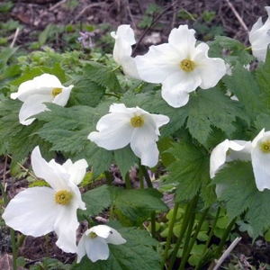 glaucidium palmatum album3