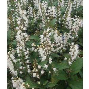 keiskeia-japonica- keiskeia-japonica-