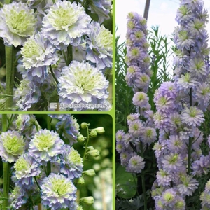 Delphinium Highlander Moonlight3 Delphinium Highlander Moonlight3