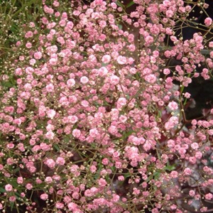 Gypsophila paniculata Flamingo 1