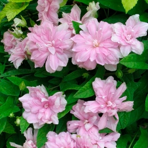 Calystegia hederacea 'Flore Pleno 2