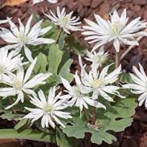 Sanguinaria canadensis 'Star