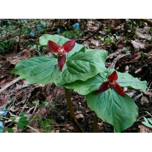Trillium apetalon