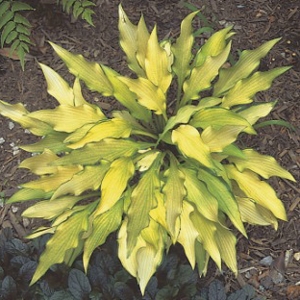 hosta pineapple upside down cake5