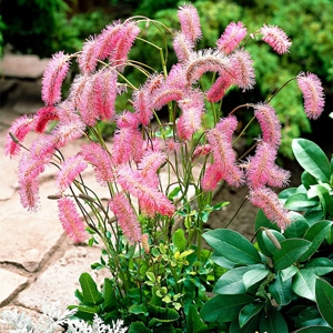 Sanguisorba obtusa