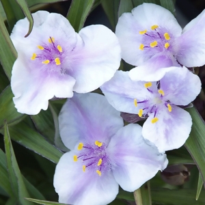 Tradescantia бело голубая