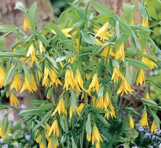Uvuliaria Pallida