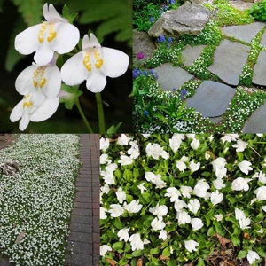 mazus reptans 'albus'