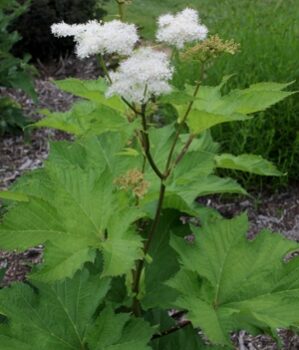 Filipendula camtschatica