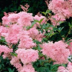 Filipendula purpurea Elegans4
