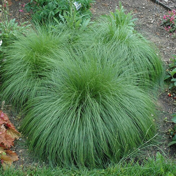 Sporobolus heterolepis3