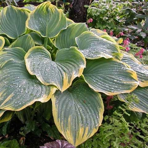 Hosta Sagae2