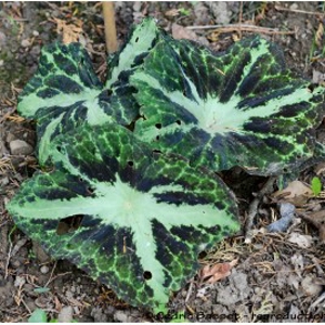 Podophyllum chengii Hunan