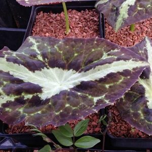 Podophyllum chengii Hunan1 Podophyllum chengii Hunan1