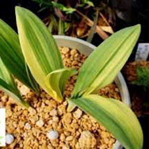 Allium victorialis subsp. platyphyllum Chiri Fu Allium victorialis subsp. platyphyllum Chiri Fu