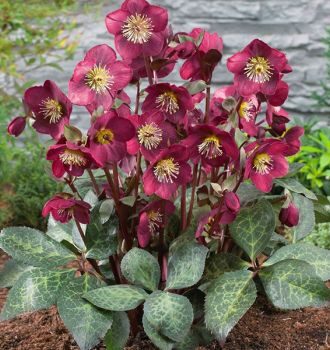 Helleborus Frostkiss Anna’s Red5