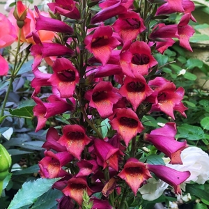DIGITALIS RASPBERRY