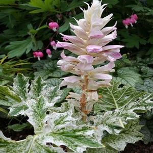 Acanthus Tasmanian Angel