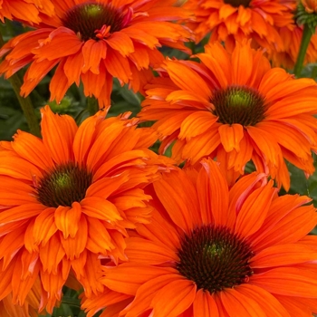 Echinacea SunSeekers Mineola1