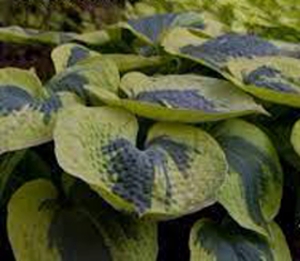 Hosta Tooty Mae1