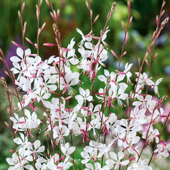 gaura whirling butterflies