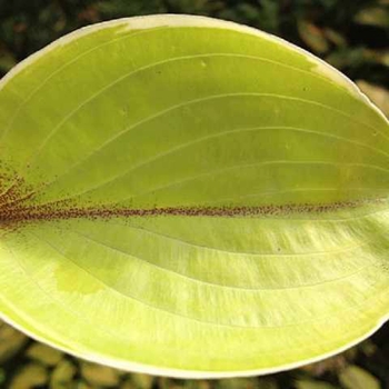 hosta-pinani-island-surf