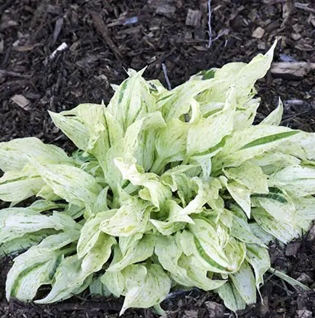 hosta london fog 1