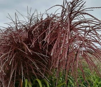 Miscanthus sinensis Blutenwunder 1