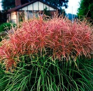 Miscanthus sinensis Ferner Osten