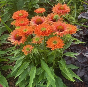 echinacea-sunseekers-echinacea-sunseekers-pumpkin