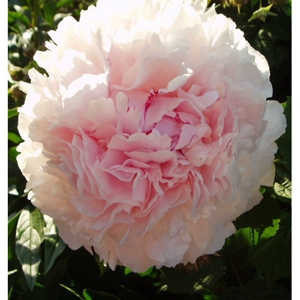 paeonia DOLORODELL1