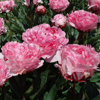 paeonia Pietertje Vriend 6