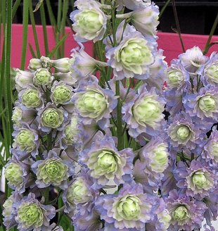 Delphinium Highlander Dream Sensation1