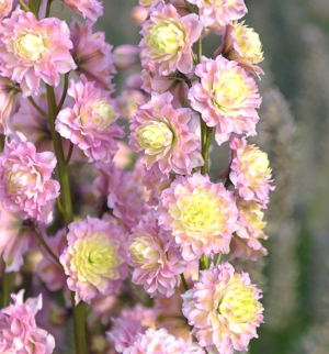 Delphinium Highlander Mystery Sensation