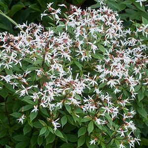 Gilenia trifoliata