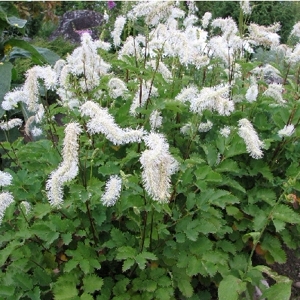Sanquisorba obtusa Alba