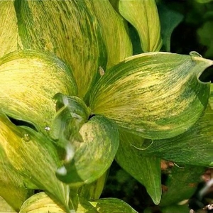 Polygonatum odoratum Dai koga