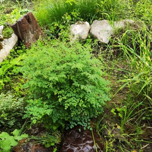 Thalictrum minus ssp. adiantifolium 1