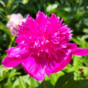 пион 11