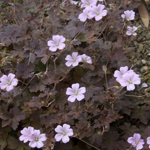 Geranium Dusky Grug