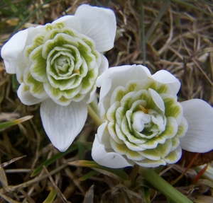 Підсніжник Nivalis Flore Pleno2