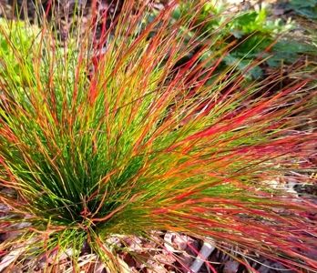 FESTUCA WALBERLA