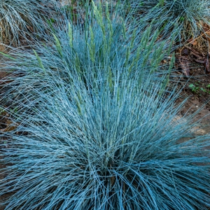 Festuca Intense Blue