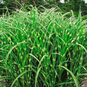 Miscanthus sinensis ‘Zebrinus’