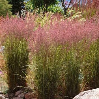 calamagrostis-acutiflora-karl-foerster3-650x650