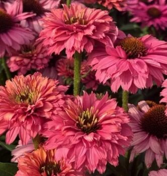 Echinacea Pink Grapefruit 2